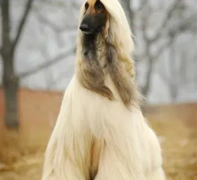 阿富汗猎犬|卡斯罗犬鼻子掉毛是为什么