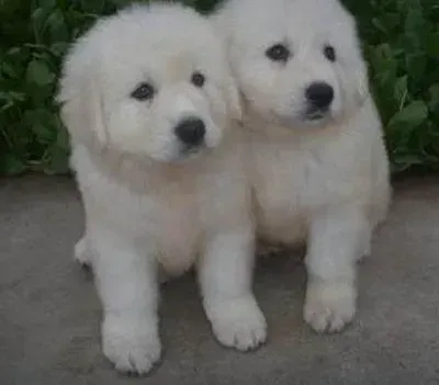 大白熊犬|哪些原因导致了大白熊犬训练失败