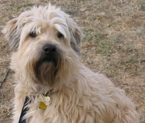 爱尔兰猎狼犬特征 爱尔兰猎狼犬是真正的巨犬 | 爱尔兰猎狼犬