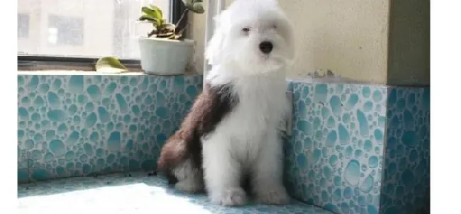 古代牧羊犬|提高幼犬成活率的10大措施