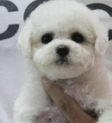 比熊犬|面对挑食的比熊犬我们应该怎么办呢