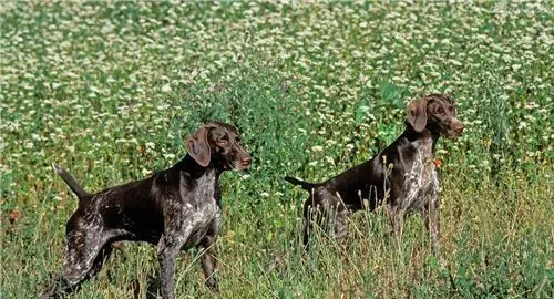 短毛指示犬有哪几种 短毛指示犬只有一种 | 短毛指示犬
