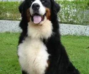 伯恩山犬|细心保护 伯恩山犬牙齿的护理方法