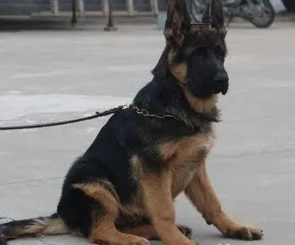 德国牧羊犬|怎样培养德国牧羊犬幼犬的凶猛性