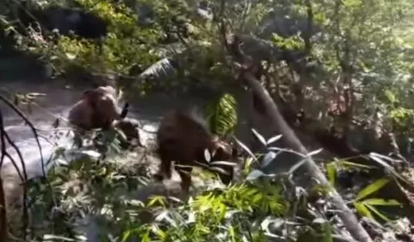 超感动！人类解救小象脱困 大象高举象鼻致意 | 象