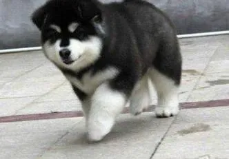 阿拉斯加犬|这些原因告诉你为什么宠物美容要比人美发贵？