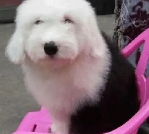古代牧羊犬|最贴心的狗狗护理常识 轻松给古代牧羊犬做护理