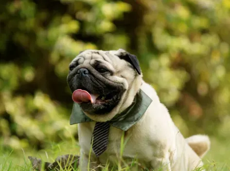 巴哥犬粘人程度 最好要从幼犬开始训练 | 巴哥犬
