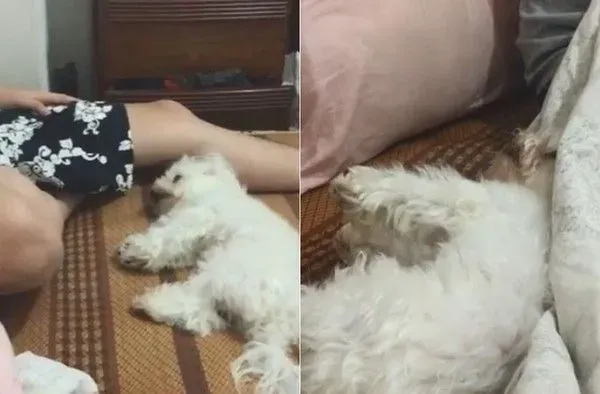 戏精狗狗戏看太多 自学会剑砍装死桥段 | 狗