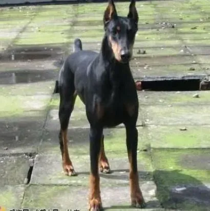 杜宾犬|训练杜宾犬的三个最基本的方法