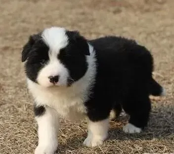 边境牧羊犬|边境牧羊犬什么时候适合怀孕，求解答