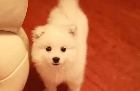 银狐犬吃的多吗 其实银狐犬吃的并不多 | 银狐犬