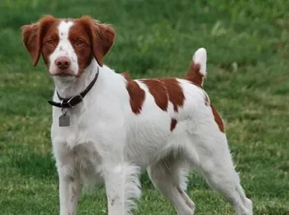 不列塔尼猎犬的养护常识 解决狗狗口臭问题 | 不列塔尼猎犬