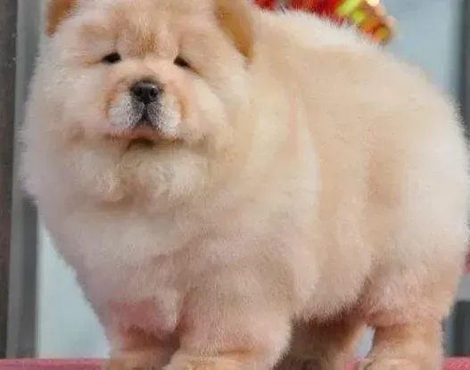 松狮犬|松狮犬最近总咬东西和自己的脚和尾巴这是什么情况