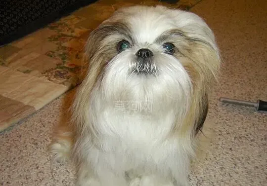 西施犬特点 西施犬对所有人都十分友好 | 西施犬
