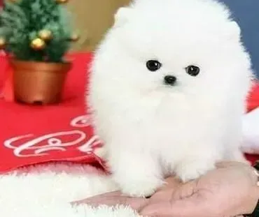 博美犬|不同阶段的博美犬的不同喂养方式