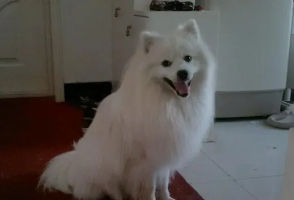 银狐犬吃的多吗 其实银狐犬吃的并不多 | 银狐犬