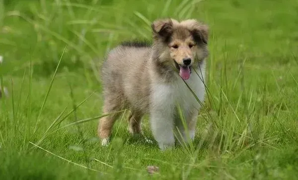 喜乐蒂|喜乐蒂犬干咳快一年了是什么问题