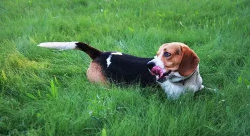 比格犬拉稀怎么办 找到拉稀的原因有哪些 | 比格犬