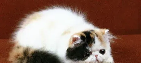 猫粮在哪里买 一般在实体店或者网店 | 猫
