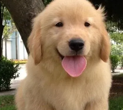 金毛|金毛犬可不可以吃海鲜