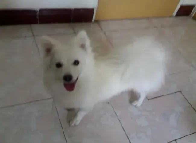 银狐犬|给银狐犬梳毛时就喜欢咬我手 怎么训练它改掉恶习