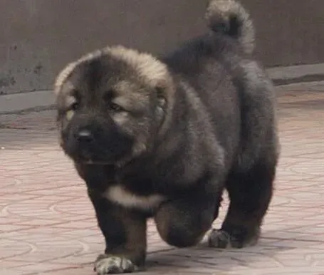 高加索犬|保养秘诀 夏季高加索犬洗澡水配方