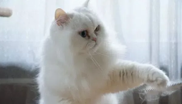 百分百纯猫毛超级温暖！抱怨太冷收到寄来的猫毛