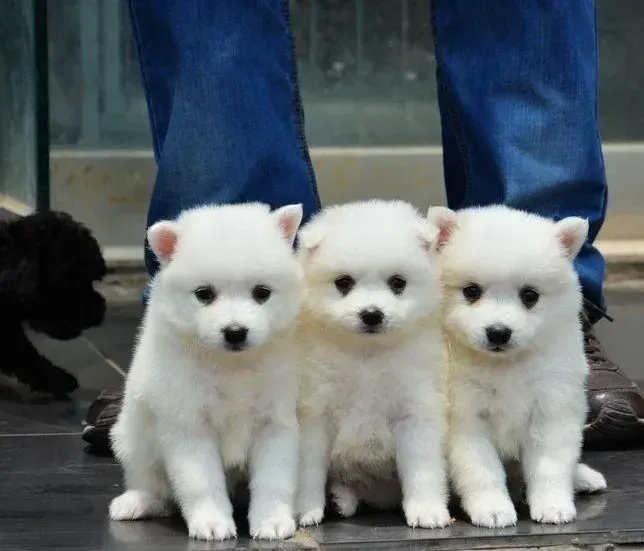 银狐犬|如何能够养出一只健康而阳光的银狐犬