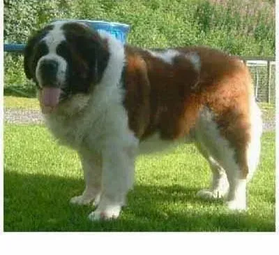 圣伯纳犬|圣伯纳犬的消化不良问题需慎重对待