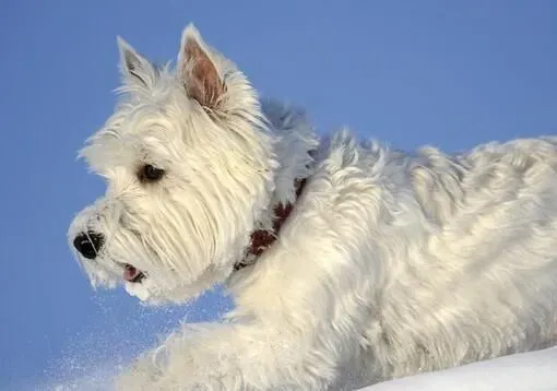 西高地白梗适合吃什么 鸡胸肉适合狗狗吃 | 西高地白梗