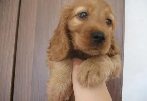 可卡犬|饲主如何通过行为语言了解可卡犬