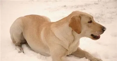 拉布拉多寻回犬和金毛哪个更聪明 两种狗都很聪明 | 拉布拉多