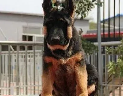 德国牧羊犬|引起德国牧羊犬皮肤瘙痒的原因