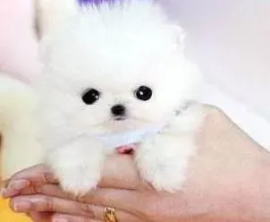 茶杯犬|茶杯犬吃驱虫药后，没精神，拉稀要紧吗