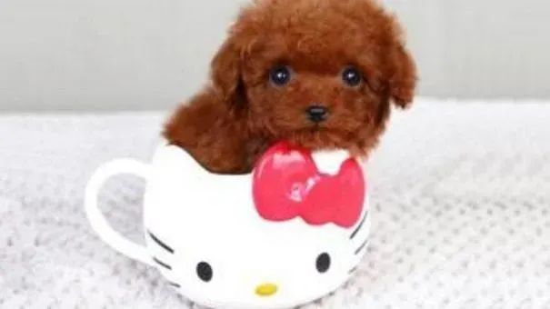 茶杯犬|茶杯犬常见疾病 不能忽视茶杯犬的小毛病