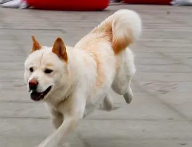 秋田犬与柴犬的区别 如何区分秋田和柴犬 | 秋田犬