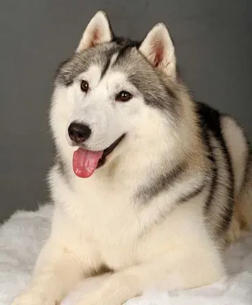 阿拉斯加雪橇犬的喂养 幼犬需要注意饮食 | 阿拉斯加雪橇犬