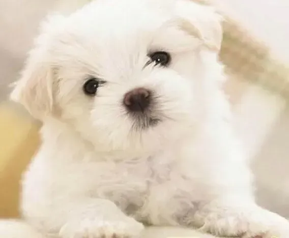 马尔济斯|马尔济斯犬成长中会经历哪几个阶段