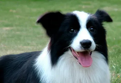 威尔士跳猎犬的性格 是一种活泼的狗 | 威尔士跳猎犬