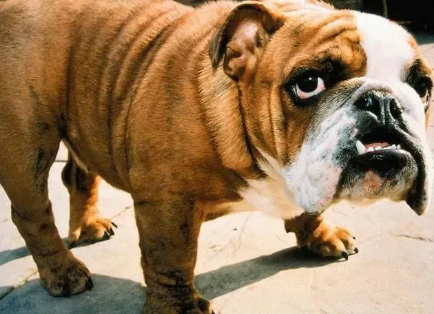 英国斗牛犬|保健按摩师教你每日应如何给斗牛犬按摩