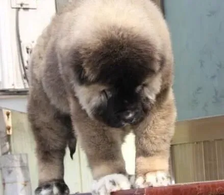高加索犬|训练高加索犬很重要 使用训练工具更重要
