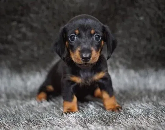 腊肠犬|刚抱回家的腊肠犬洗完澡为什么会有皮屑
