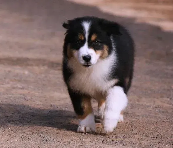 苏格兰牧羊犬|苏格兰牧羊犬尾巴上长黑斑脱毛是怎么回事