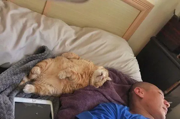 超级贪睡喵星人 睡眠深层到能够边睡边剪指甲 | 猫