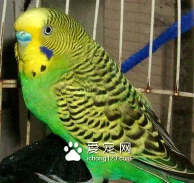 鹦鹉训练方法集锦 鹦鹉12个动作的训练技巧 | 虎皮鹦鹉