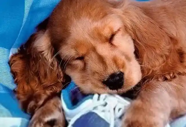 可卡犬|居家一本通 如何让可卡犬接受并喜欢上新环境