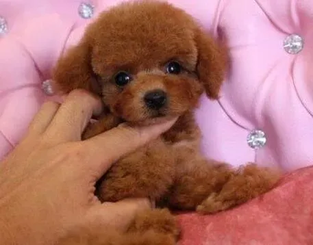 贵宾犬|贵宾犬慢性肾炎的治疗要对症下药