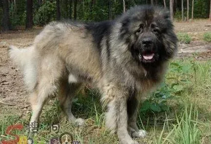 高加索犬|如何养狗更简单 饲养高加索犬的基本常识