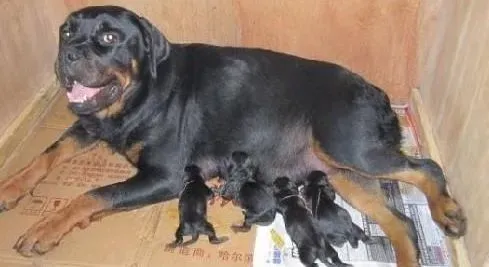 罗威纳犬|罗威纳犬突然就是不吃狗粮了